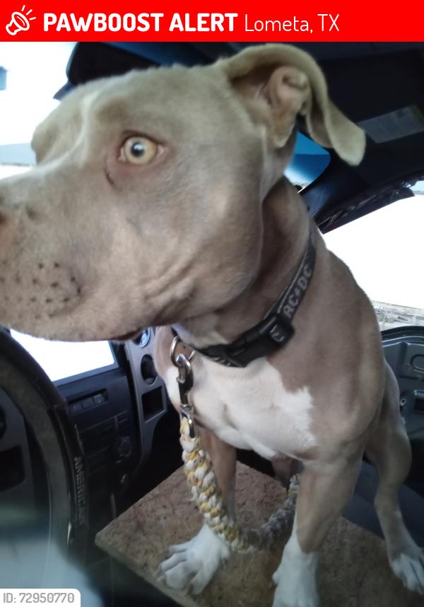 Lost Male Dog last seen Lampasas county , Lometa, TX 76853