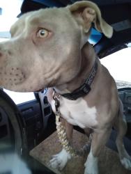 Lost Male Dog last seen Lampasas county , Lometa, TX 76853