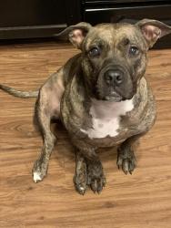 Reunited Female Dog last seen Flint/Gresham, Flint, TX 75762