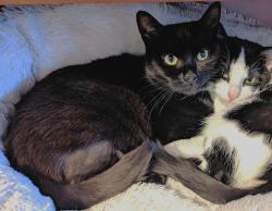 Lost Female Cat last seen Ross - Rowley Regis, Few doors up from Ross Fish Bar / The Hawthorns, West Midlands, England B65 8BS