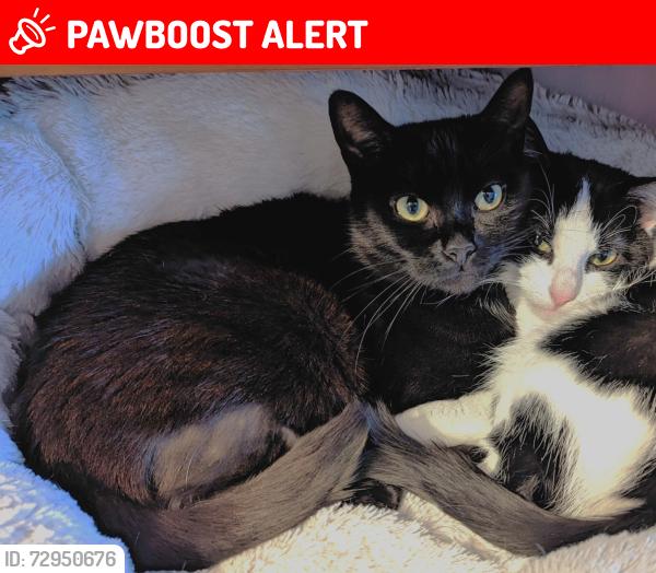 Lost Female Cat last seen Ross - Rowley Regis, Few doors up from Ross Fish Bar / The Hawthorns, West Midlands, England B65 8BS