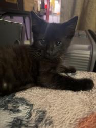 Reunited Male Cat last seen Fremont Park, Oxnard, CA 93030