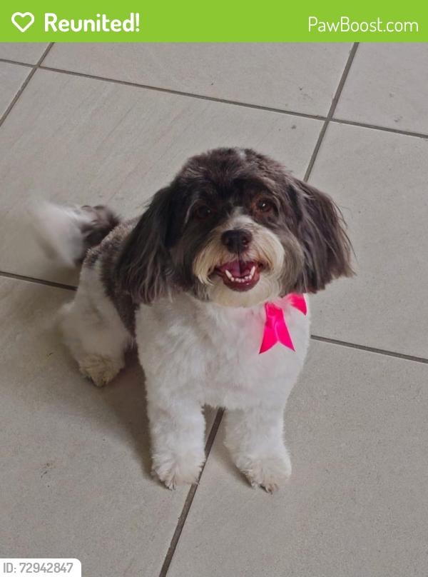 Reunited Female Dog last seen hmstd , lowes ,, Homestead, FL 33033