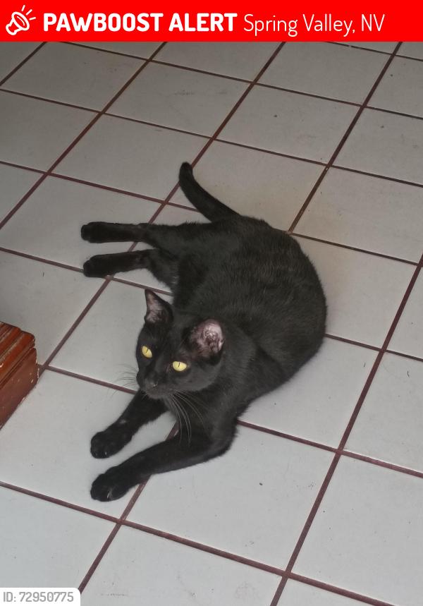 Lost Male Cat last seen El Camino and W Viking Rd , Spring Valley, NV 89103