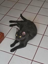 Lost Male Cat last seen El Camino and W Viking Rd , Spring Valley, NV 89103