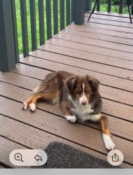 Reunited Male Dog last seen Bluff Ave and bell st, Sandy, OR 97009
