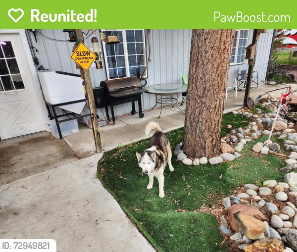 Reunited Female Dog last seen Hodgen & Meridian , El Paso County, CO 80908