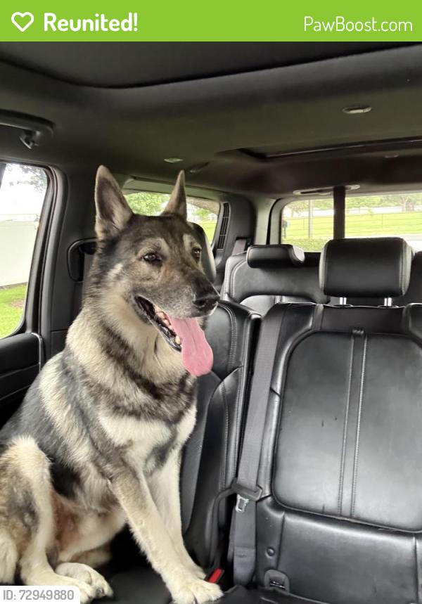 Reunited Male Dog last seen Jaudon and Wheeler , Dover, FL 33527