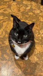 Reunited Male Cat last seen Merlins Ln, Hertford St and Worchester St. near Herndon Elementary., Herndon, VA 20170