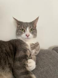 Lost Female Cat last seen Tristan and bond Street hadfield  Australia , Hadfield, VIC 3046