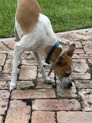 Found/Stray Male Dog last seen 92nd and Miller, Miami, FL 33173