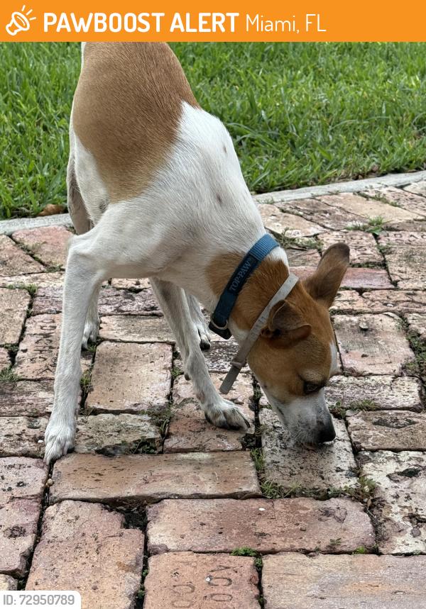 Found/Stray Male Dog last seen 92nd and Miller, Miami, FL 33173