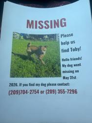 Reunited Male Dog last seen utah st, Merced, CA 95348
