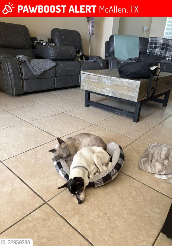 Lost Female Dog last seen 17th and Umar, McAllen, TX 78504