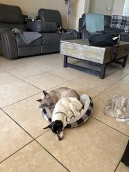 Lost Female Dog last seen 17th and Umar, McAllen, TX 78504