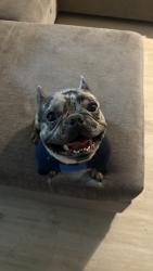 Lost Male Dog last seen Peach and olive , Fresno, CA 93727