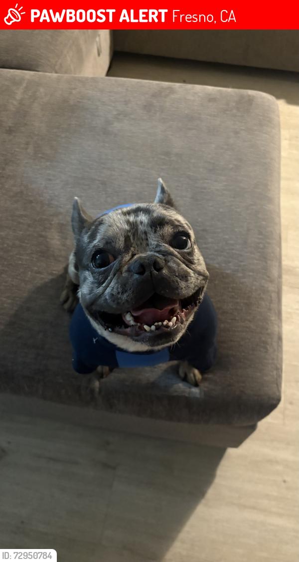 Lost Male Dog last seen Peach and olive , Fresno, CA 93727