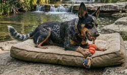 Lost Female Dog last seen Onion Creek parkway and 35, Austin, TX 78748