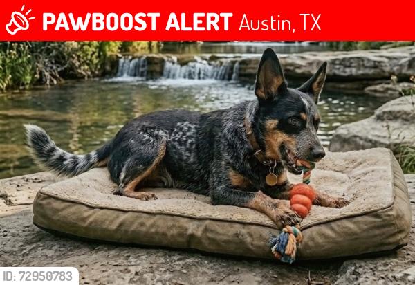 Lost Female Dog last seen Onion Creek parkway and 35, Austin, TX 78748