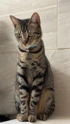 Lost Male Cat last seen Chatlin Rd and Cincinnati Dr, Holiday, FL 34691
