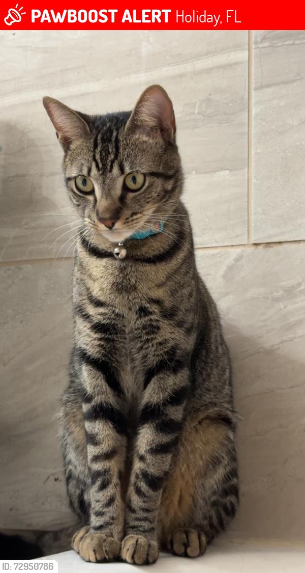 Lost Male Cat last seen Chatlin Rd and Cincinnati Dr, Holiday, FL 34691