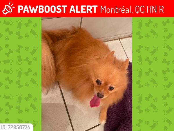 Lost Male Dog last seen h1n2r7, Montréal, QC H1N 2R7
