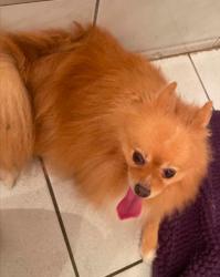 Lost Male Dog last seen h1n2r7, Montréal, QC H1N 2R7
