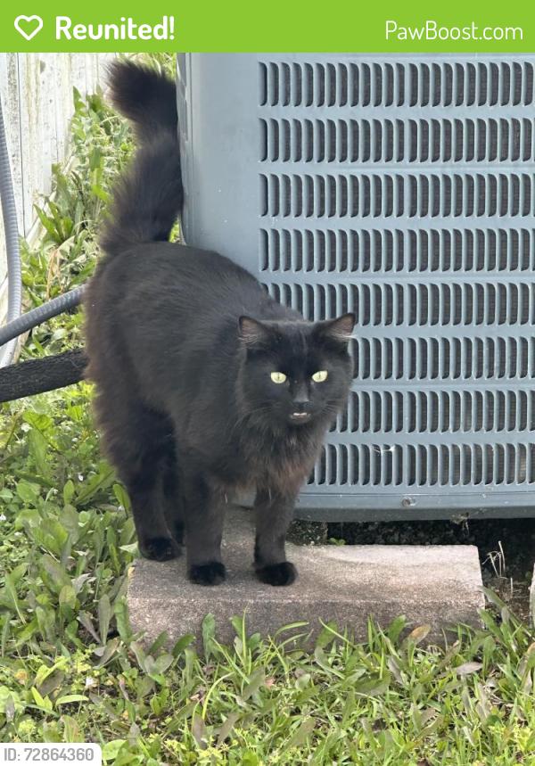 Reunited Unknown Cat last seen Across from new river air station , Jacksonville, NC 28540