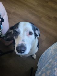 Reunited Female Dog last seen Near Stuart St Charleston wv , Charleston, WV 25302
