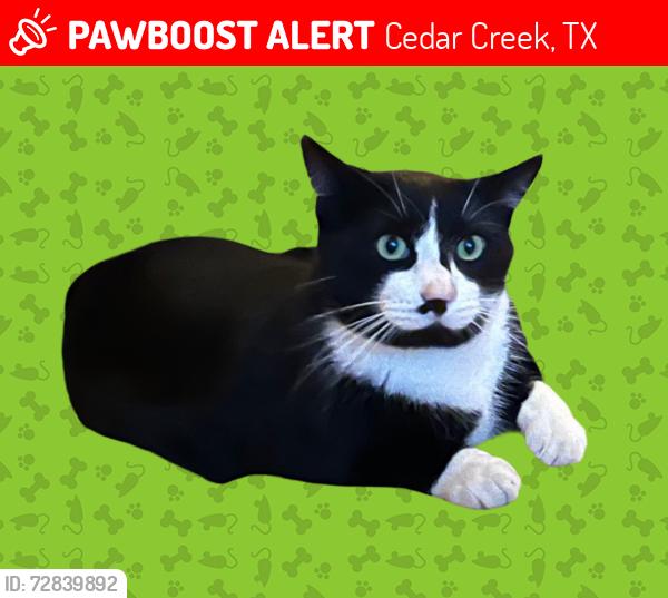 Lost Male Cat last seen Rusty’s Walnut Creek Ranch, Cedar Creek, TX 78612
