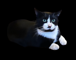 Lost Male Cat last seen Rusty’s Walnut Creek Ranch, Cedar Creek, TX 78612