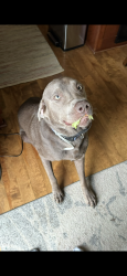 Lost Male Dog last seen 198th street west and Embers Ave, Farmington, MN 55024