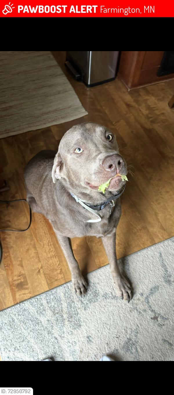 Lost Male Dog last seen 198th street west and Embers Ave, Farmington, MN 55024