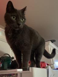 Lost Female Cat last seen Cobblebrook Drive and Dirt Track Road, Pensacola, FL 32506