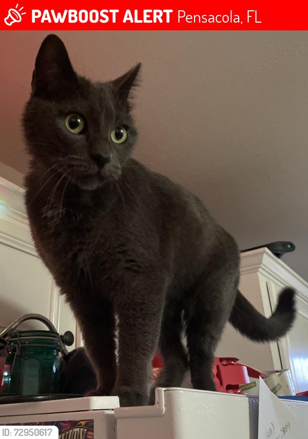 Lost Female Cat last seen Cobblebrook Drive and Dirt Track Road, Pensacola, FL 32506