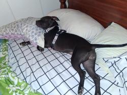 Lost Female Dog last seen park off 115 division, Portland, OR 97266