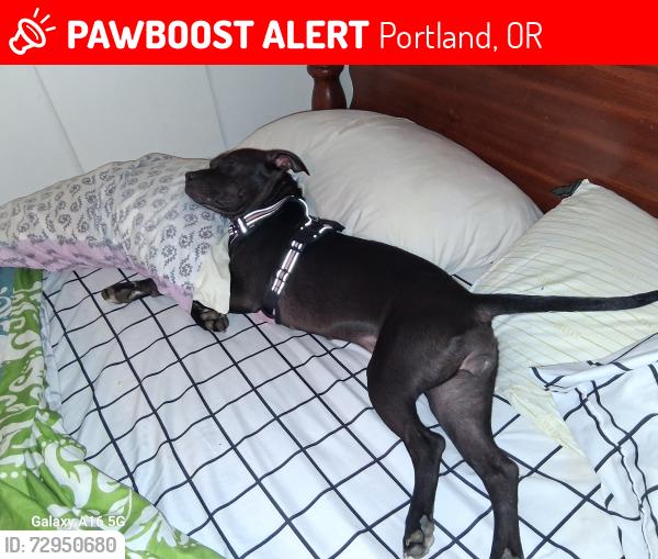 Lost Female Dog last seen park off 115 division, Portland, OR 97266