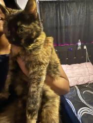 Lost Unknown Cat last seen Taft, Orlando, FL 32824
