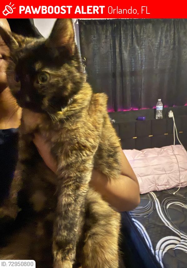 Lost Unknown Cat last seen Taft, Orlando, FL 32824