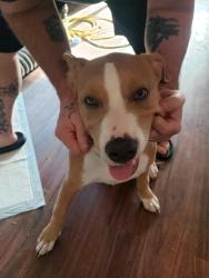 Found/Stray Male Dog last seen Walmart , Killeen, TX 76543