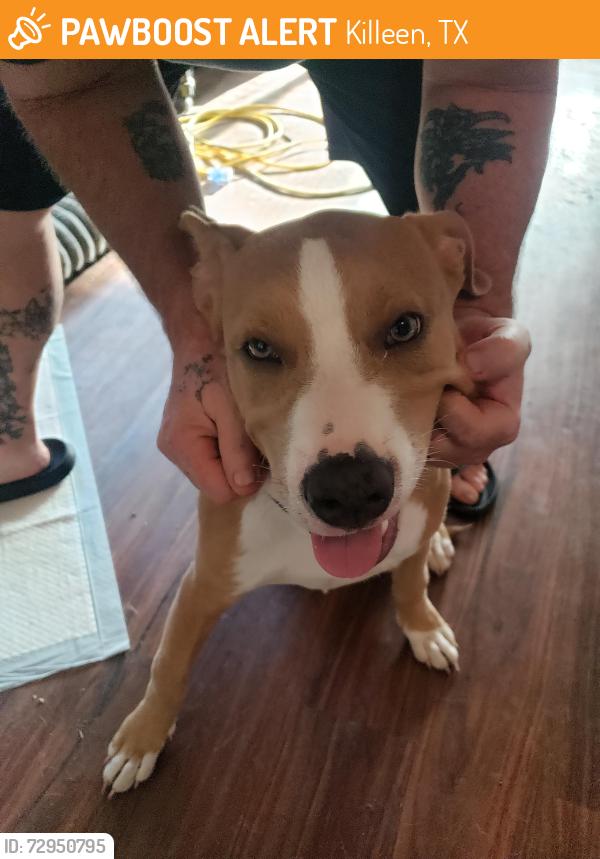 Found/Stray Male Dog last seen Walmart , Killeen, TX 76543