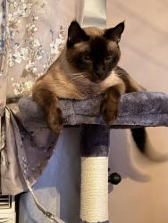 Reunited Male Cat last seen Cabots Ridge Auburn ga 30011, Auburn, GA 30011