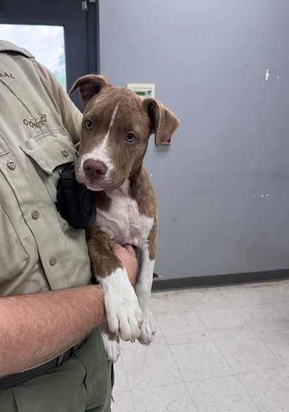 Shelter Stray Male Dog last seen Gulfport, MS , Gulfport, MS 39501