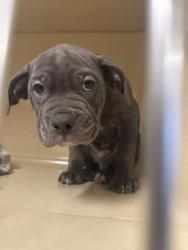 Shelter Stray Male Dog last seen Cleveland, OH 44102, Cleveland, OH 44102