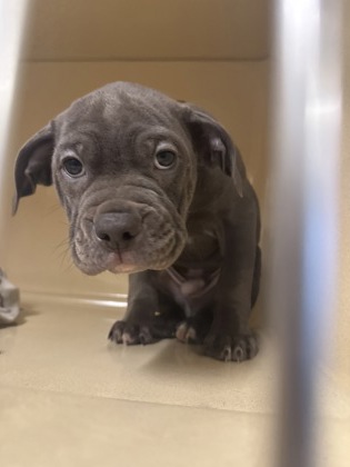 Shelter Stray Male Dog last seen Cleveland, OH 44102, Cleveland, OH 44102