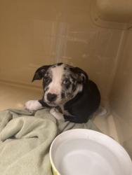 Shelter Stray Female Dog last seen Cleveland, OH 44102, Cleveland, OH 44102