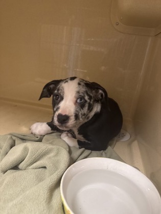 Shelter Stray Female Dog last seen Cleveland, OH 44102, Cleveland, OH 44102