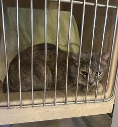 Shelter Stray Unknown Cat last seen Cleveland, OH 44109, Cleveland, OH 44102