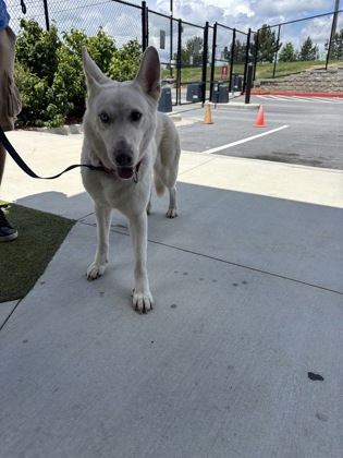 Shelter Stray Female Dog last seen Atlanta, GA 30315, Atlanta, GA 30336