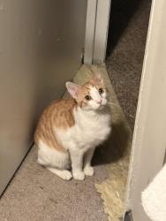 Reunited Male Cat last seen Bryson park, Lilburn school rd , Lilburn, GA 30047